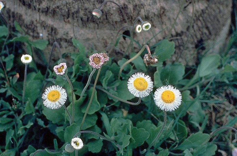 Corpus Christi Fleabane