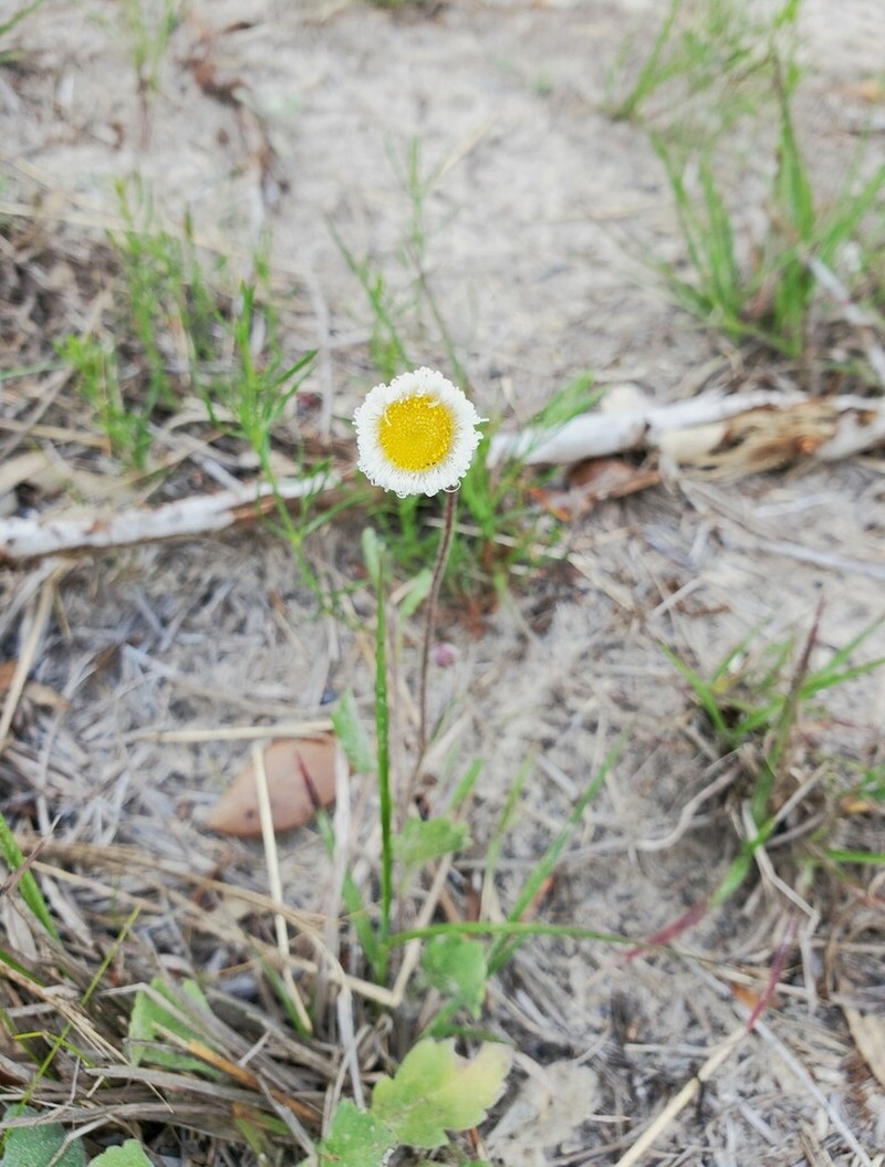 Corpus Christi Fleabane