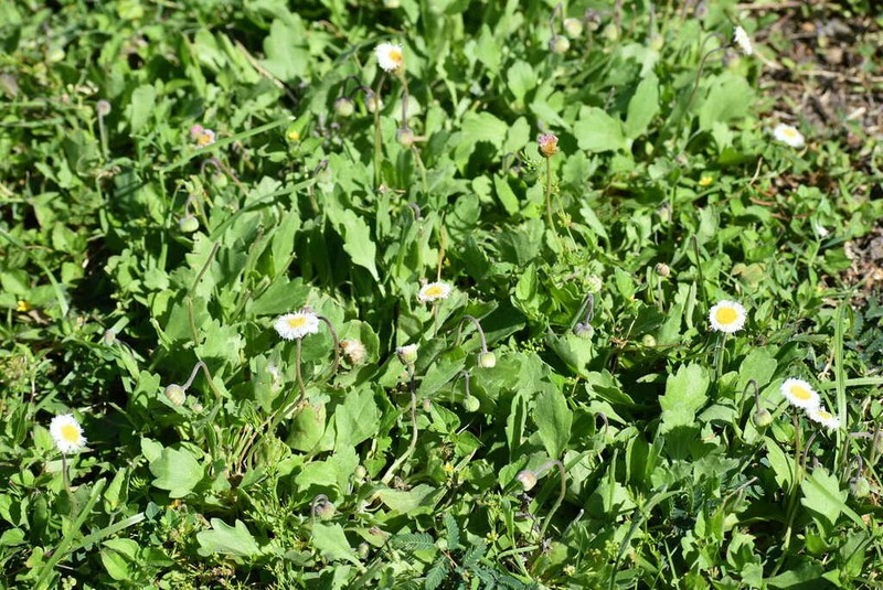 Corpus Christi Fleabane photo 2