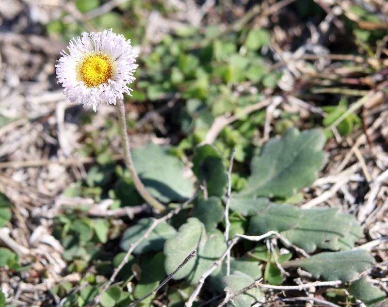 Corpus Christi Fleabane photo 3