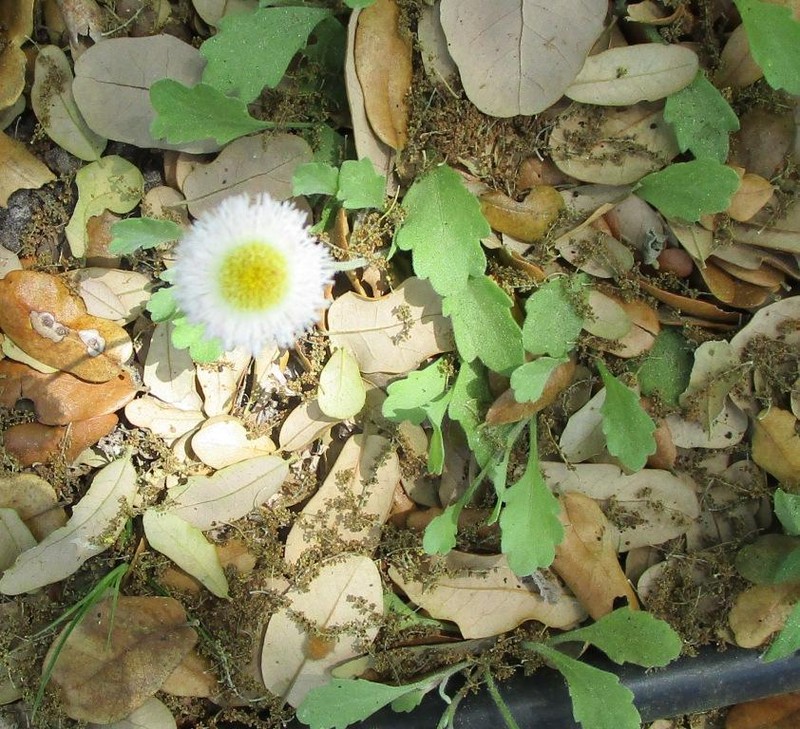 Corpus Christi Fleabane photo 4