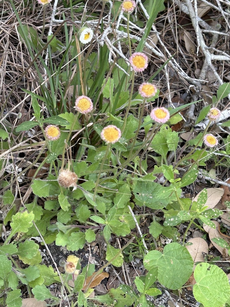 Corpus Christi Fleabane photo 5