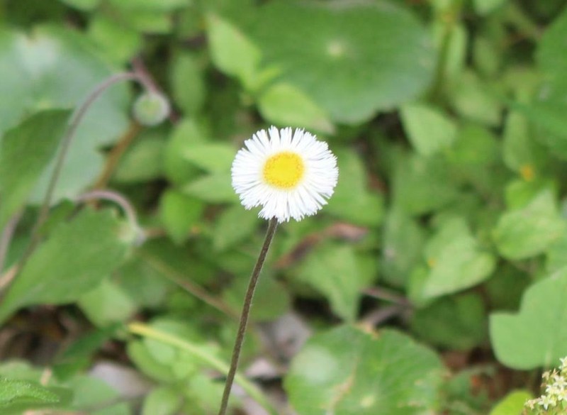 Corpus Christi Fleabane photo 6