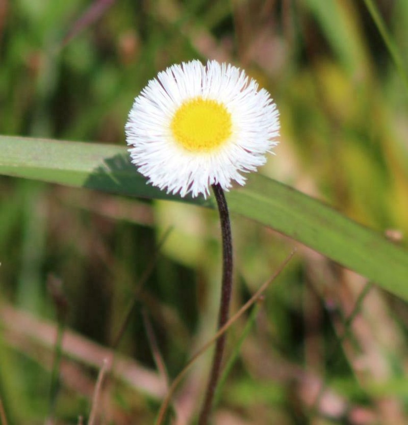 Corpus Christi Fleabane photo 7