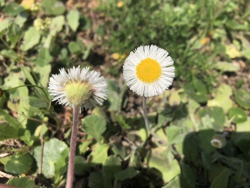 Corpus Christi Fleabane photo 8