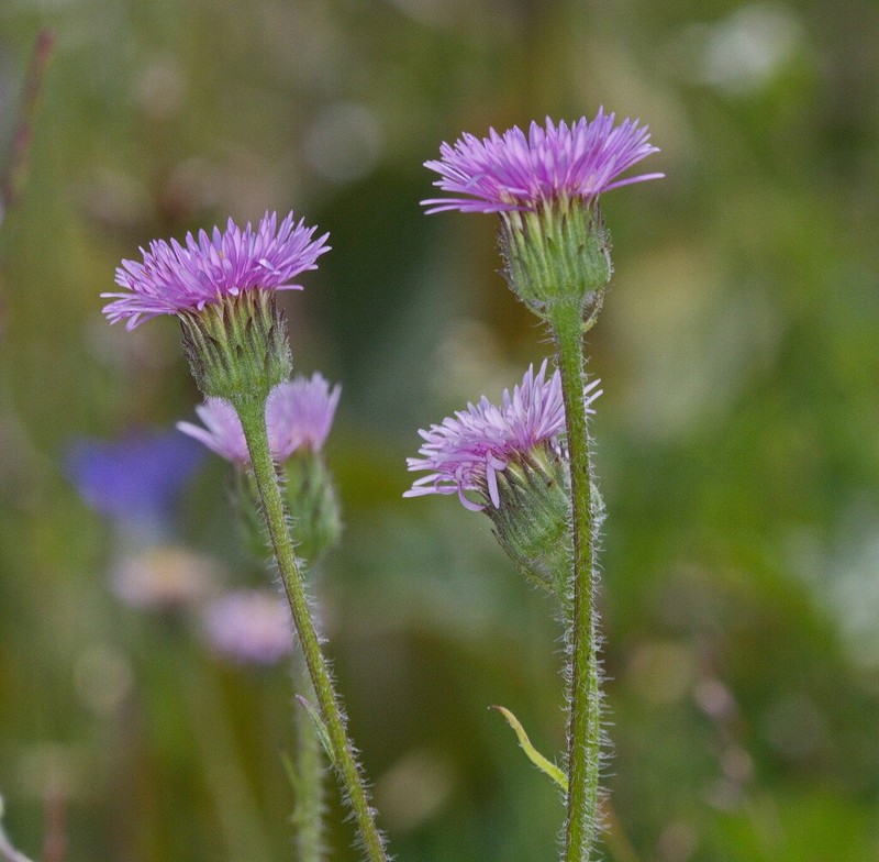 Erigeron pseudoseravschanicus