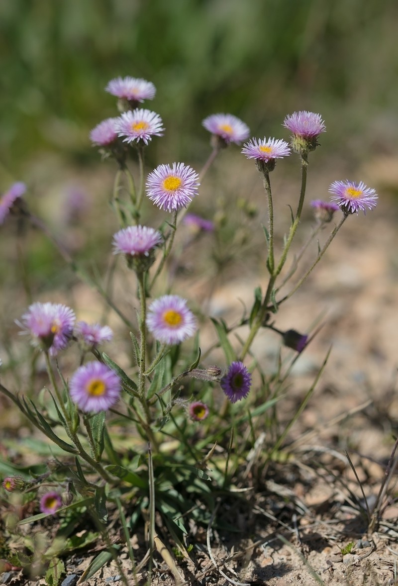 Erigeron pseudoseravschanicus photo 2