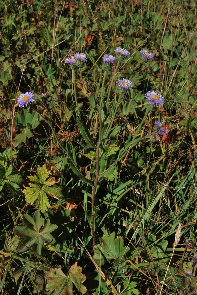 Erigeron pseudoseravschanicus photo 3