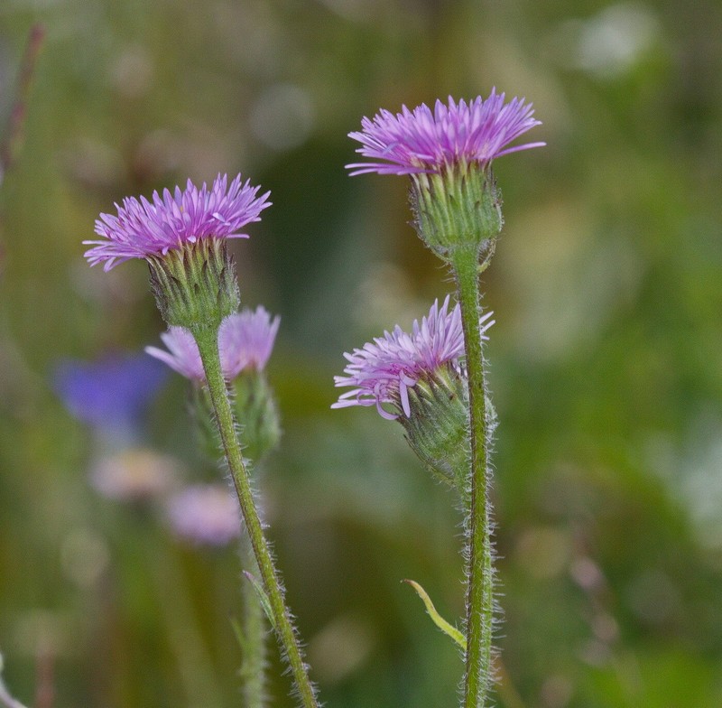 Erigeron pseudoseravschanicus photo 4