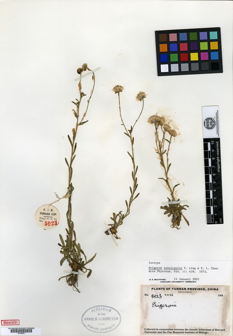 Erigeron pseudotenuicaulis