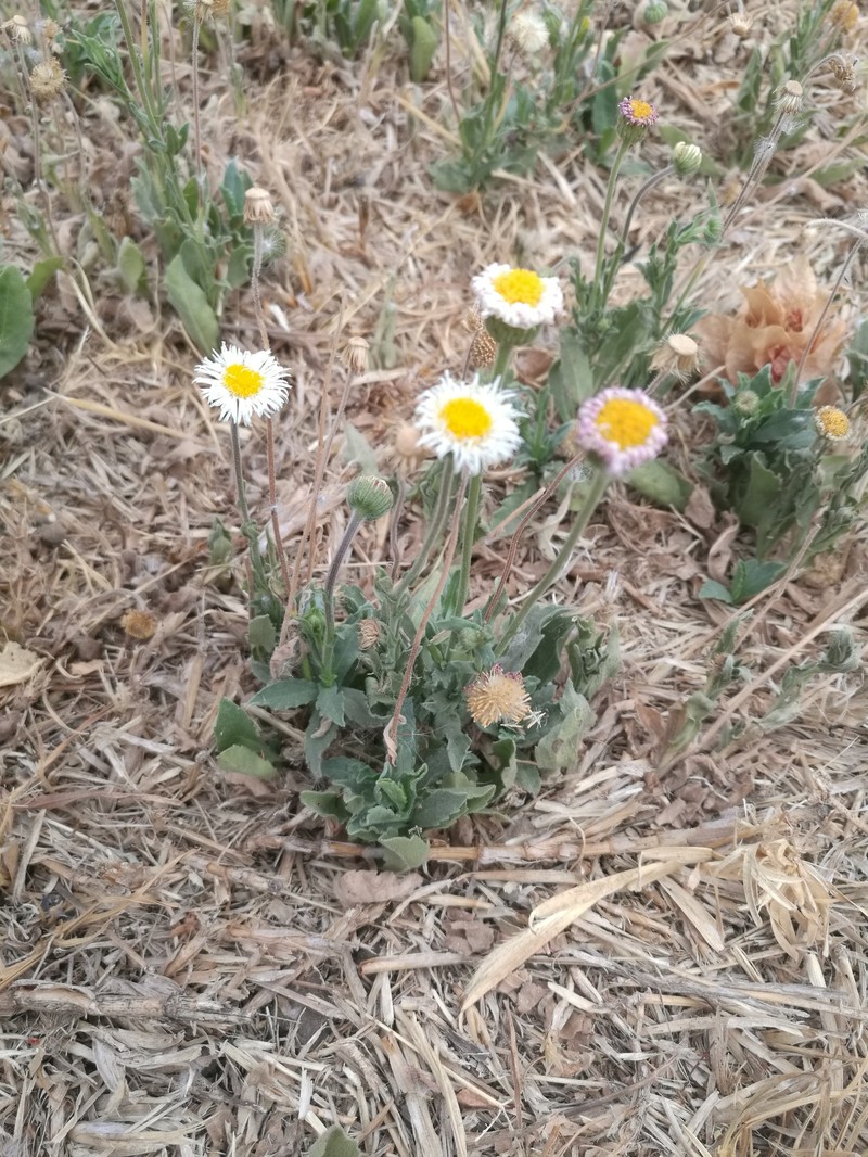 Hairy Fleabane