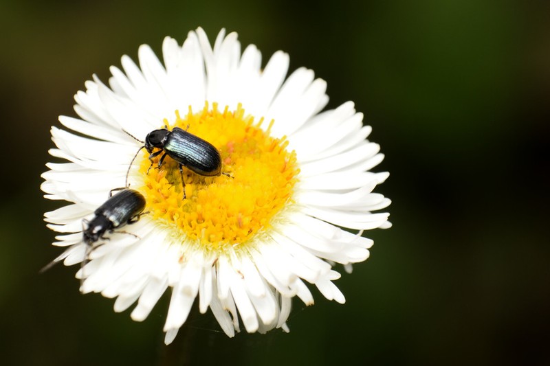 Hairy Fleabane