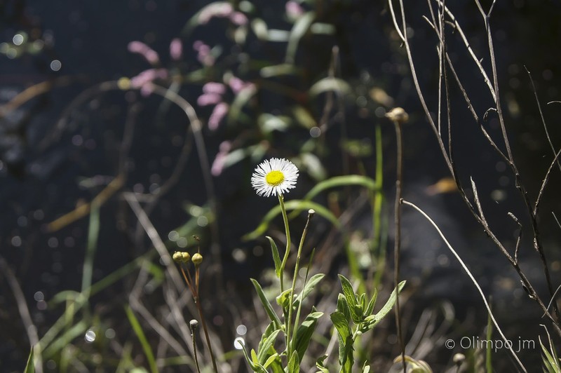 Hairy Fleabane photo 2