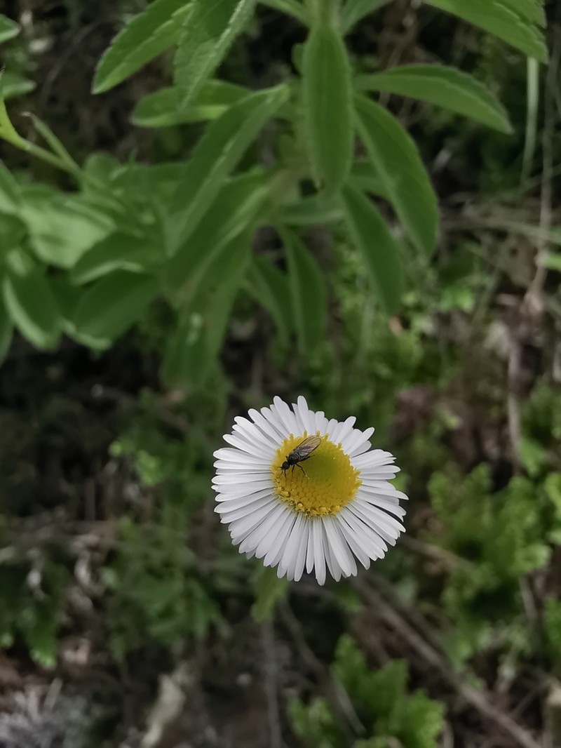 Hairy Fleabane photo 3