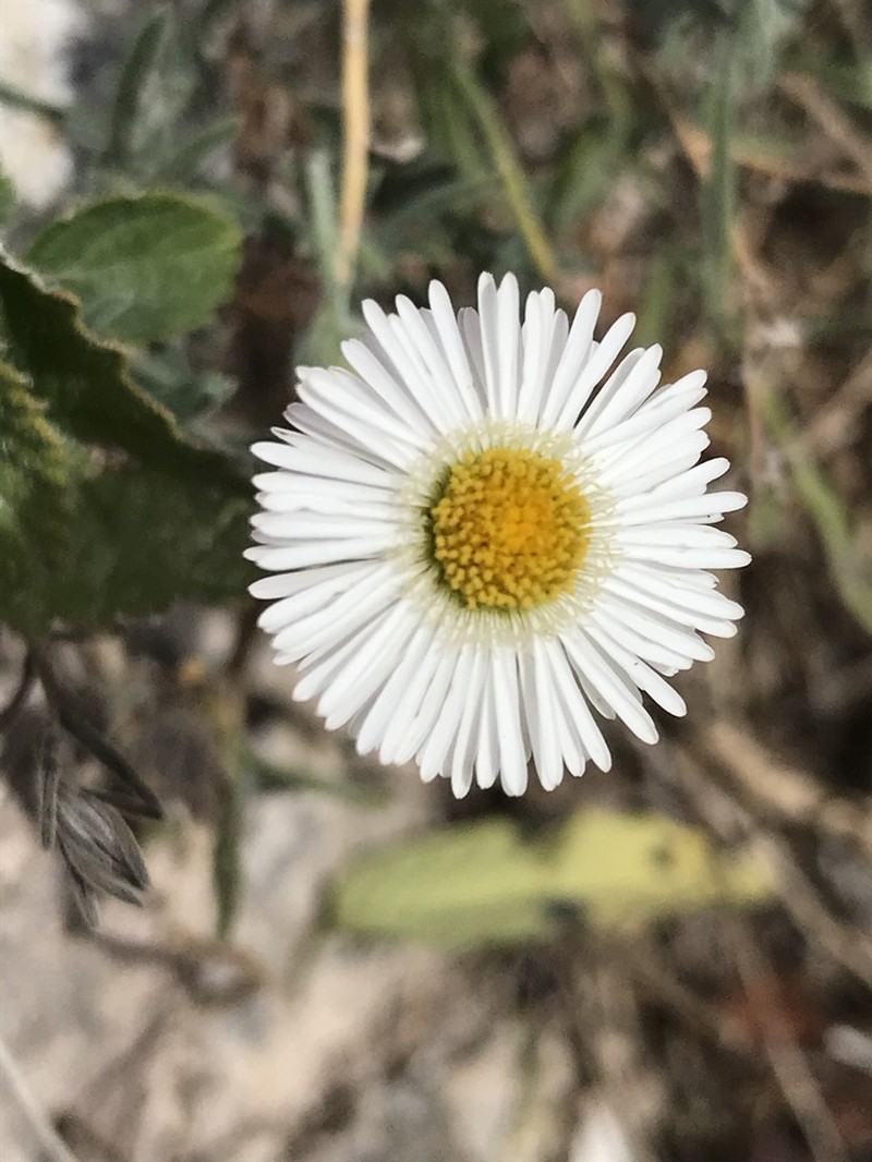 Hairy Fleabane photo 4