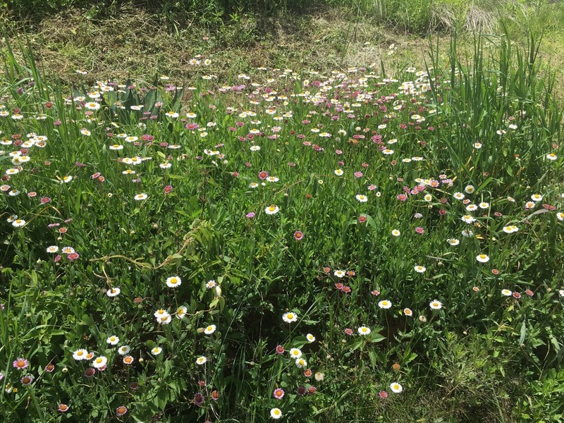 Hairy Fleabane photo 5