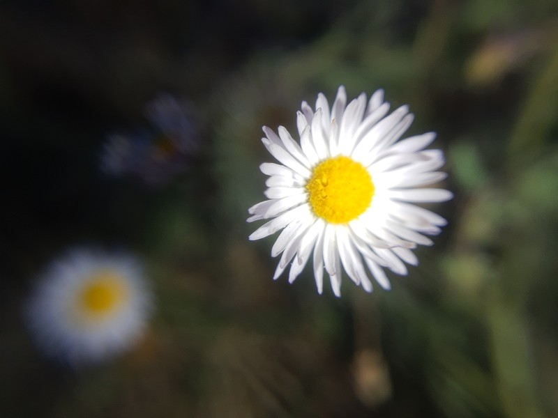 Hairy Fleabane photo 6