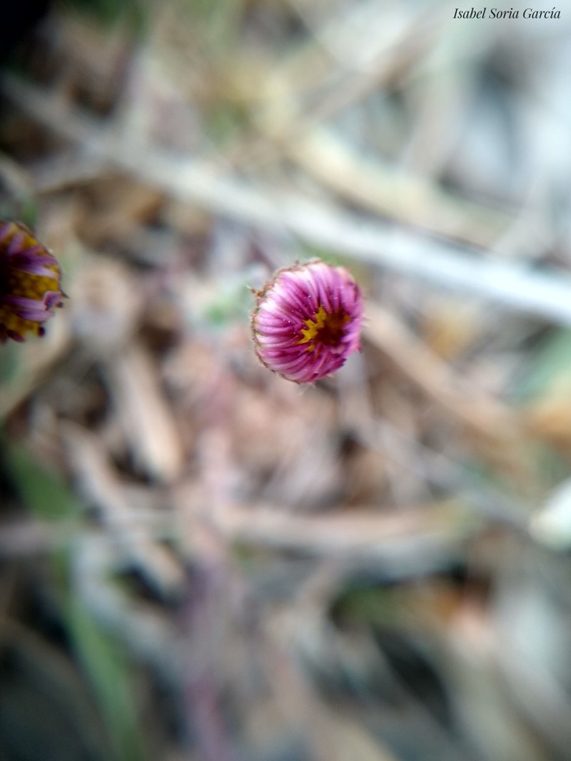 Hairy Fleabane photo 7