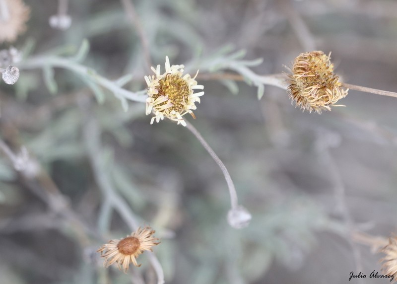 Hairy Fleabane photo 8