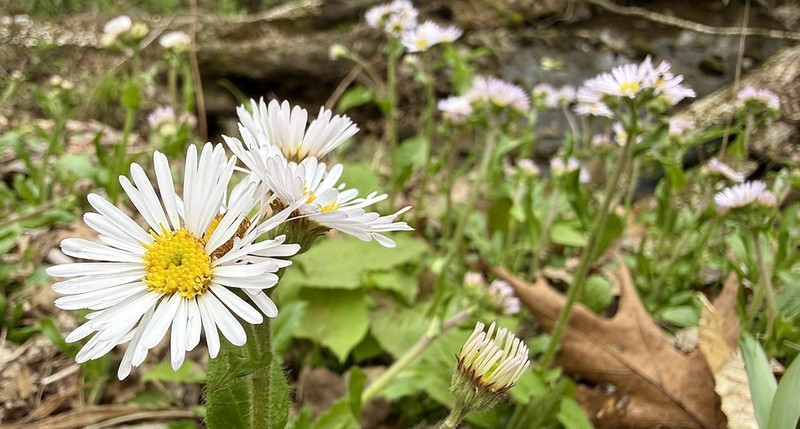Robin's Plantain