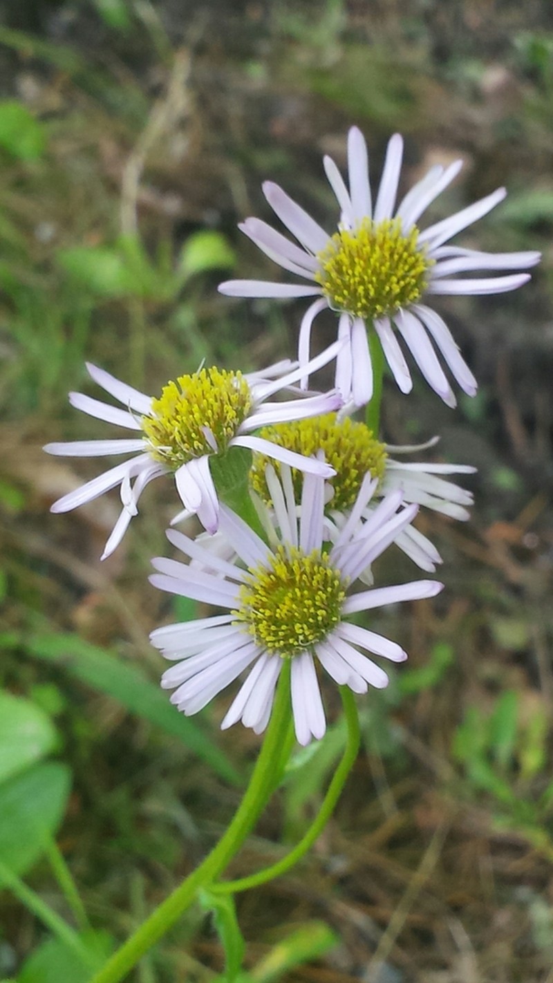 Robin's Plantain photo 2