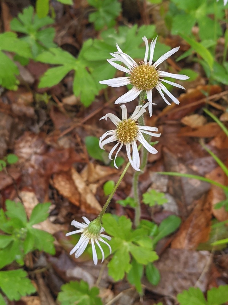 Robin's Plantain photo 3