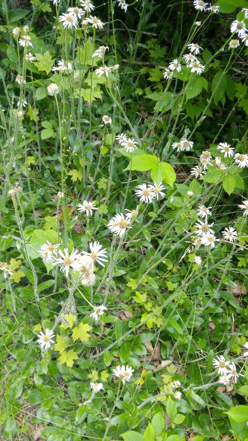 Robin's Plantain photo 4