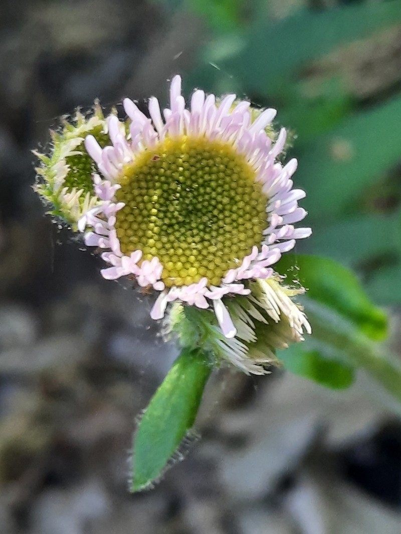 Robin's Plantain photo 5