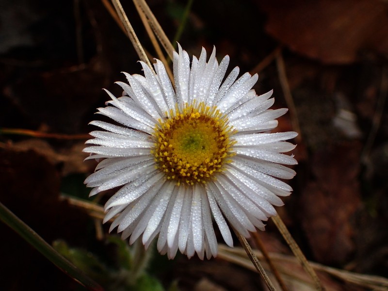 Robin's Plantain photo 6