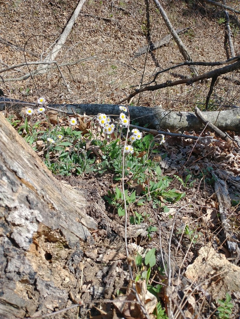 Robin's Plantain photo 7