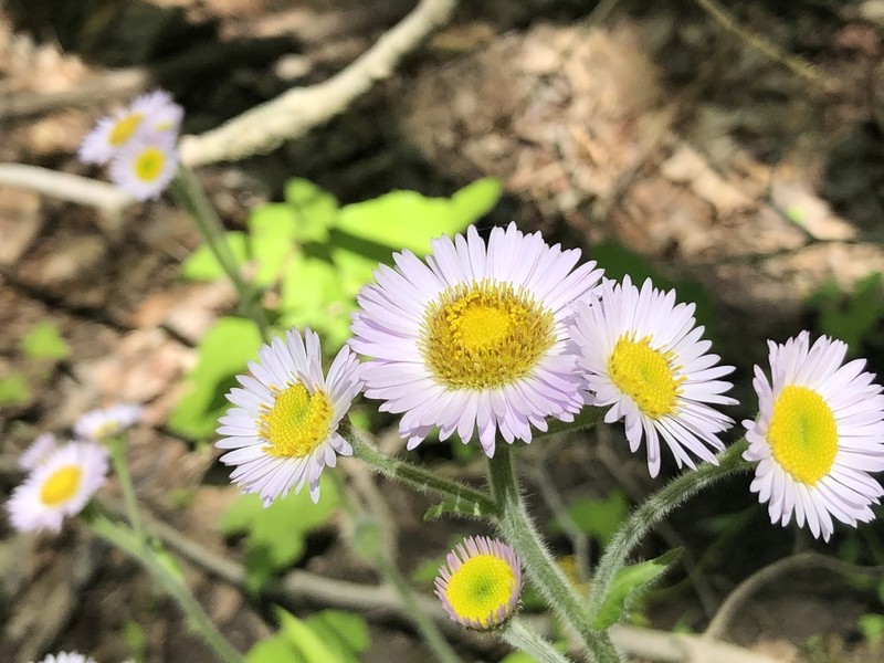 Robin's Plantain photo 8