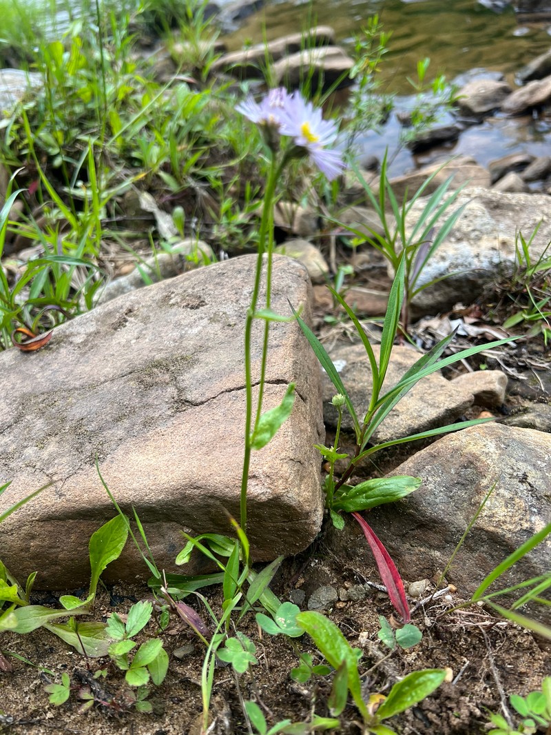 Erigeron pulchellus var. brauniae