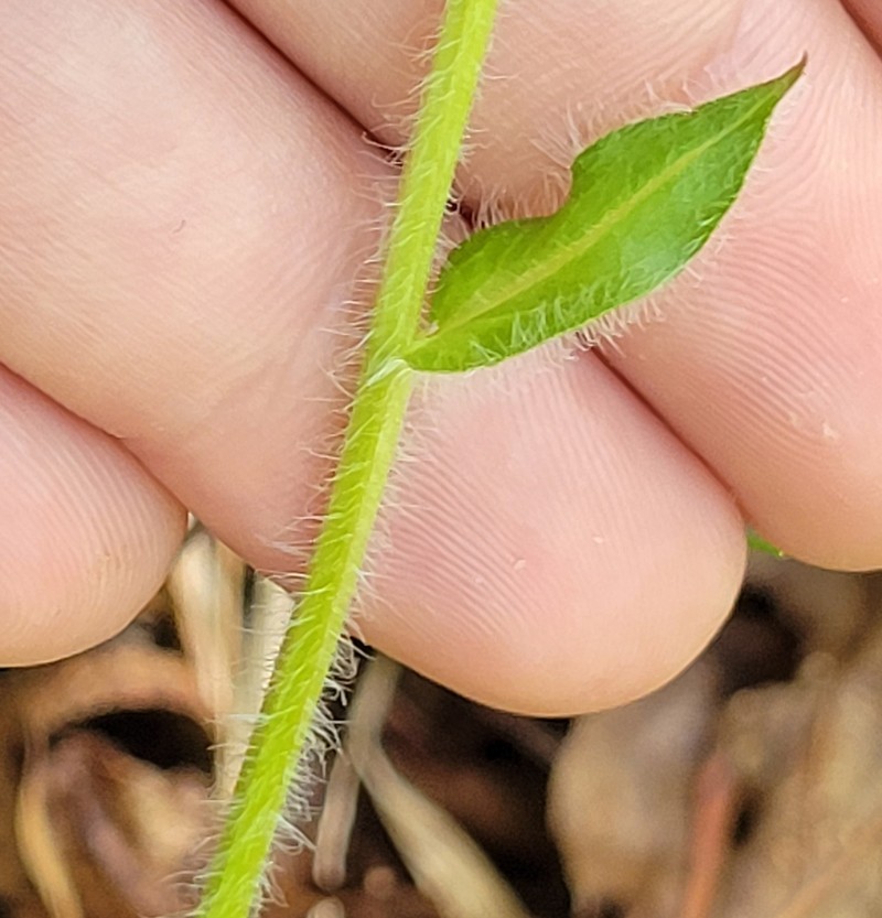 Erigeron pulchellus var. brauniae photo 2