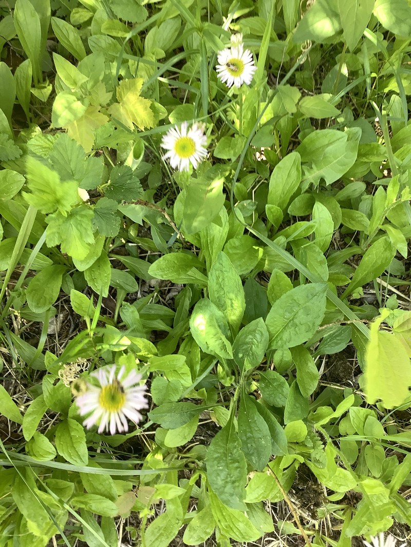 Erigeron pulchellus var. brauniae photo 3