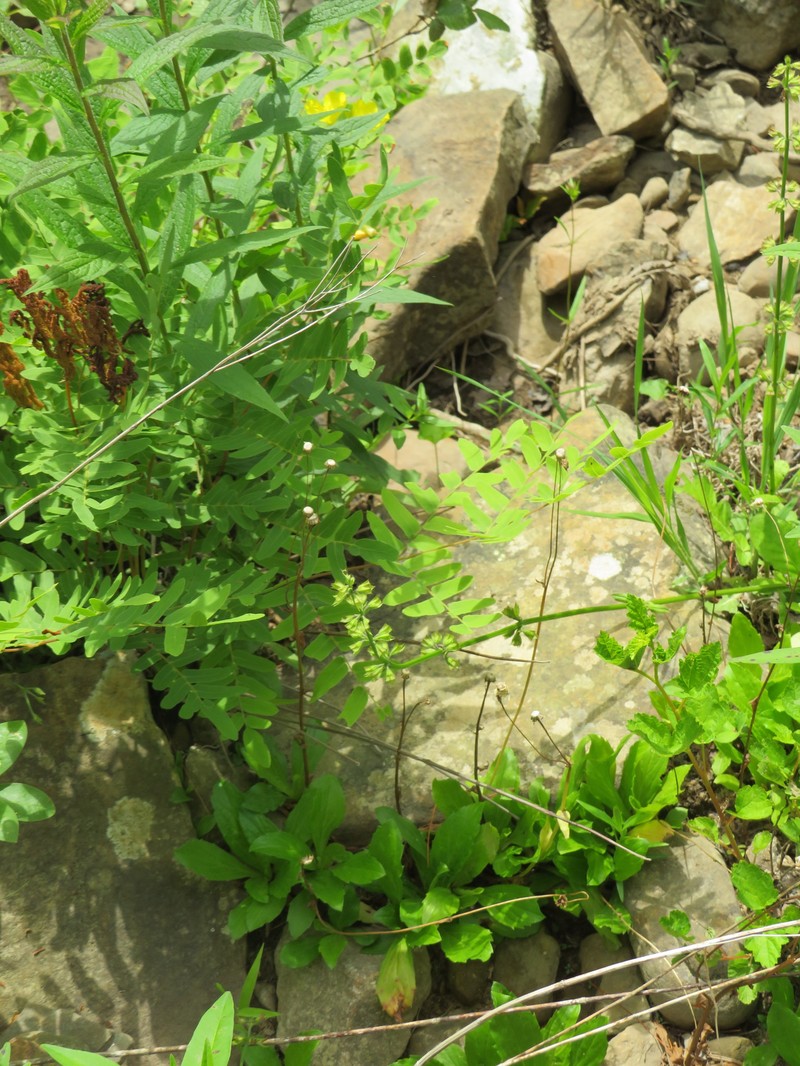 Erigeron pulchellus var. brauniae photo 4
