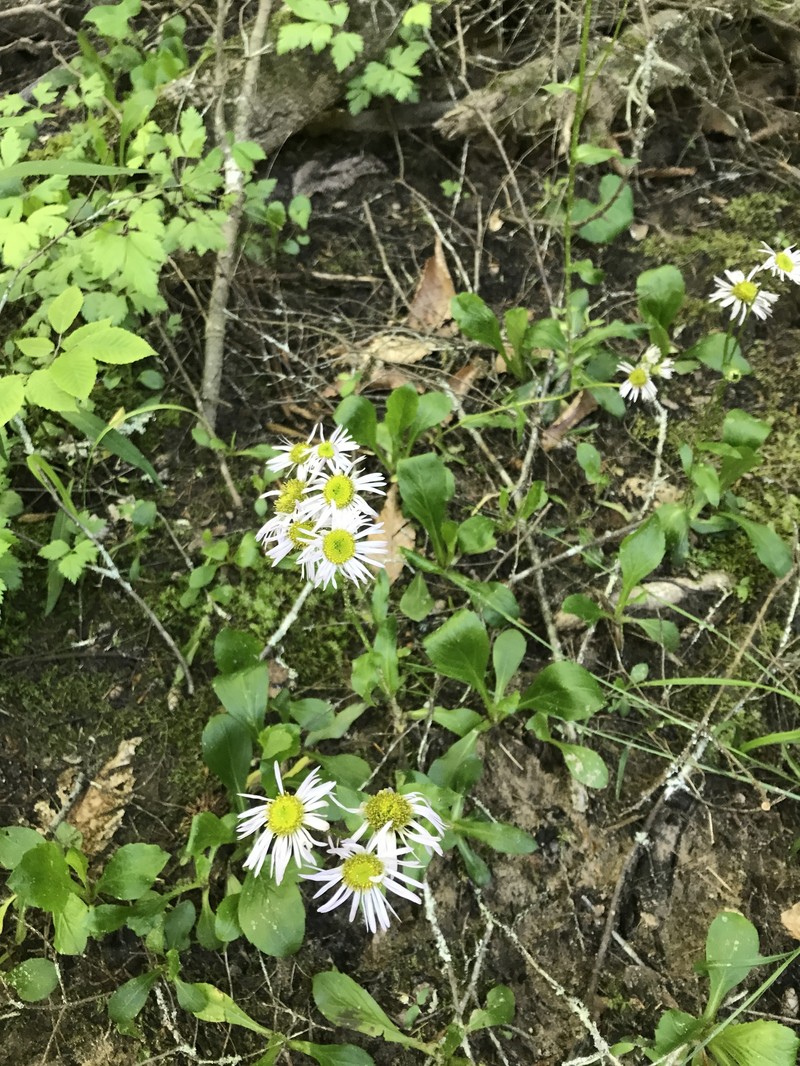Erigeron pulchellus var. brauniae photo 5