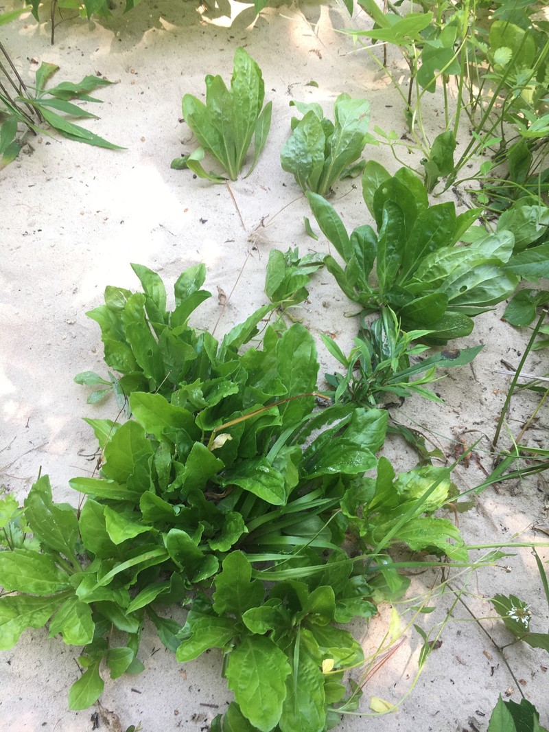 Erigeron pulchellus var. brauniae photo 6