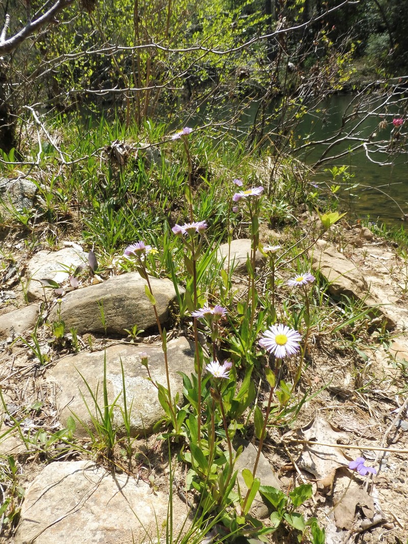 Erigeron pulchellus var. brauniae photo 8