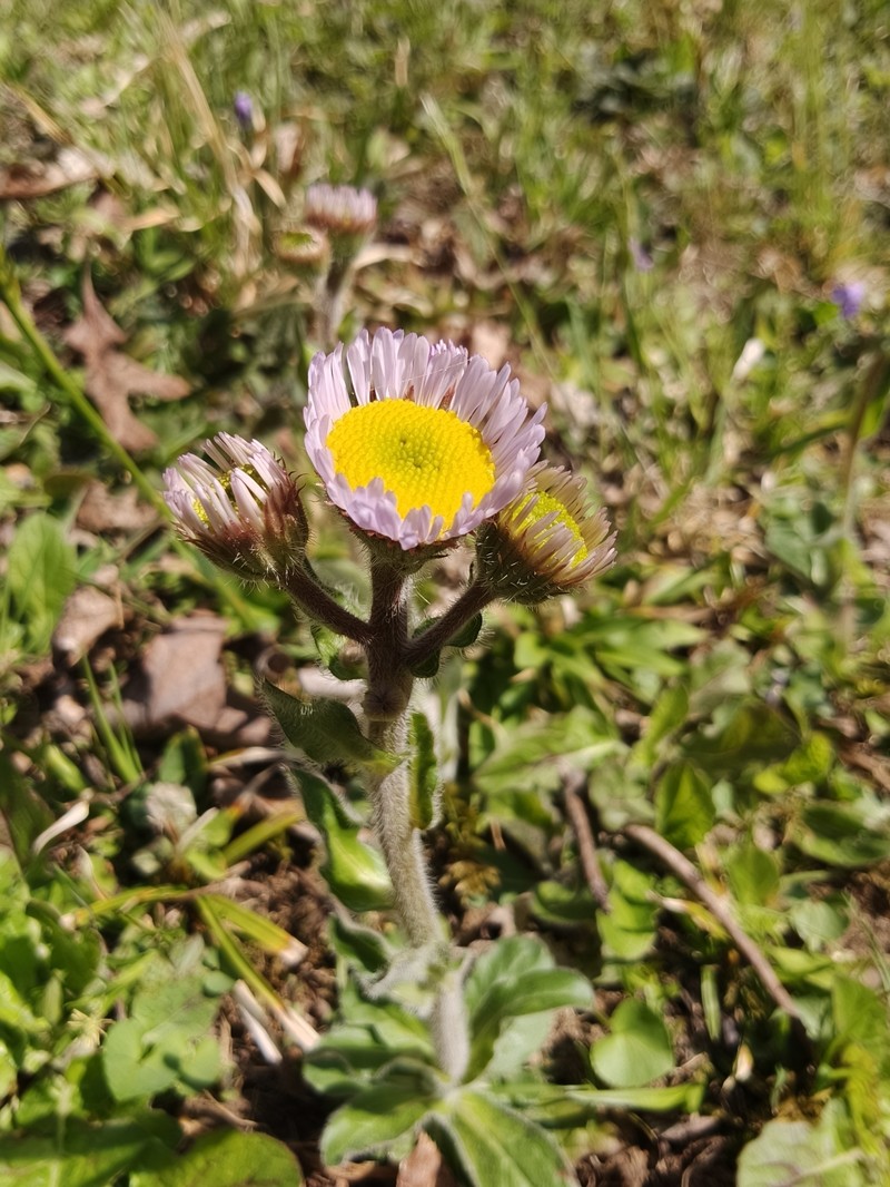 Erigeron pulchellus var. pulchellus