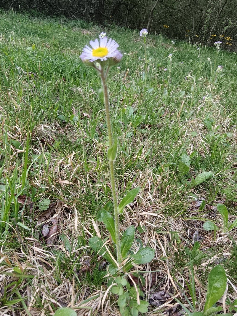 Erigeron pulchellus var. pulchellus photo 2