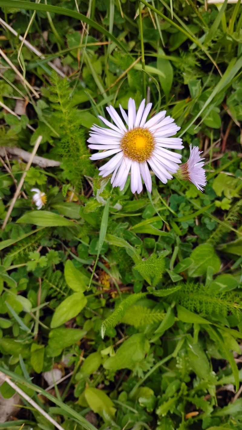 Erigeron pulchellus var. pulchellus photo 3