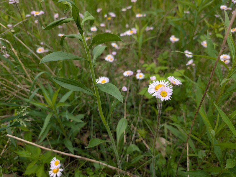 Erigeron pulchellus var. pulchellus photo 4