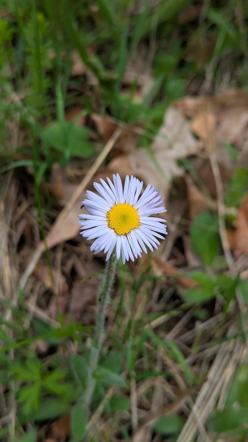 Erigeron pulchellus var. pulchellus photo 5