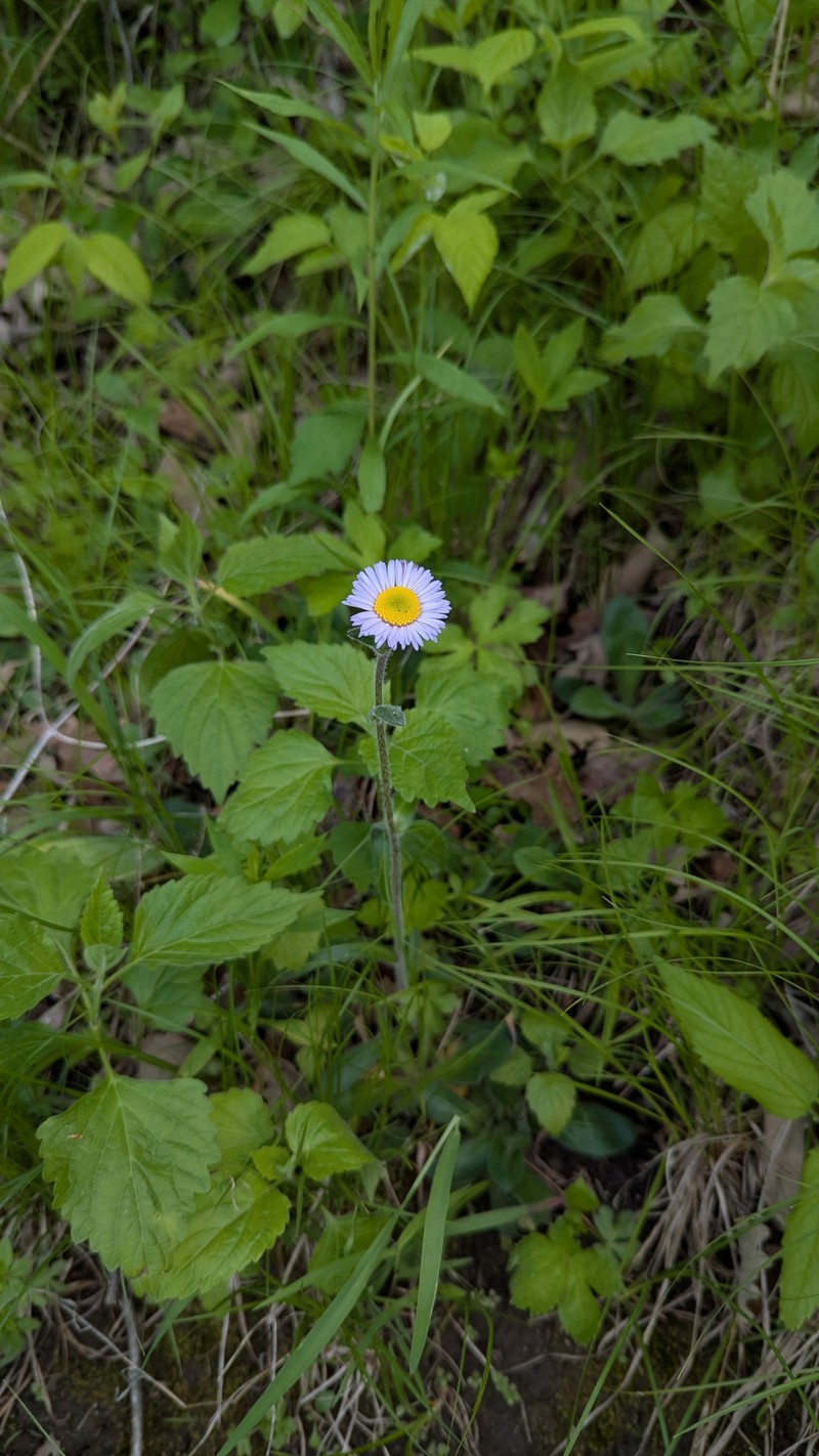 Erigeron pulchellus var. pulchellus photo 7