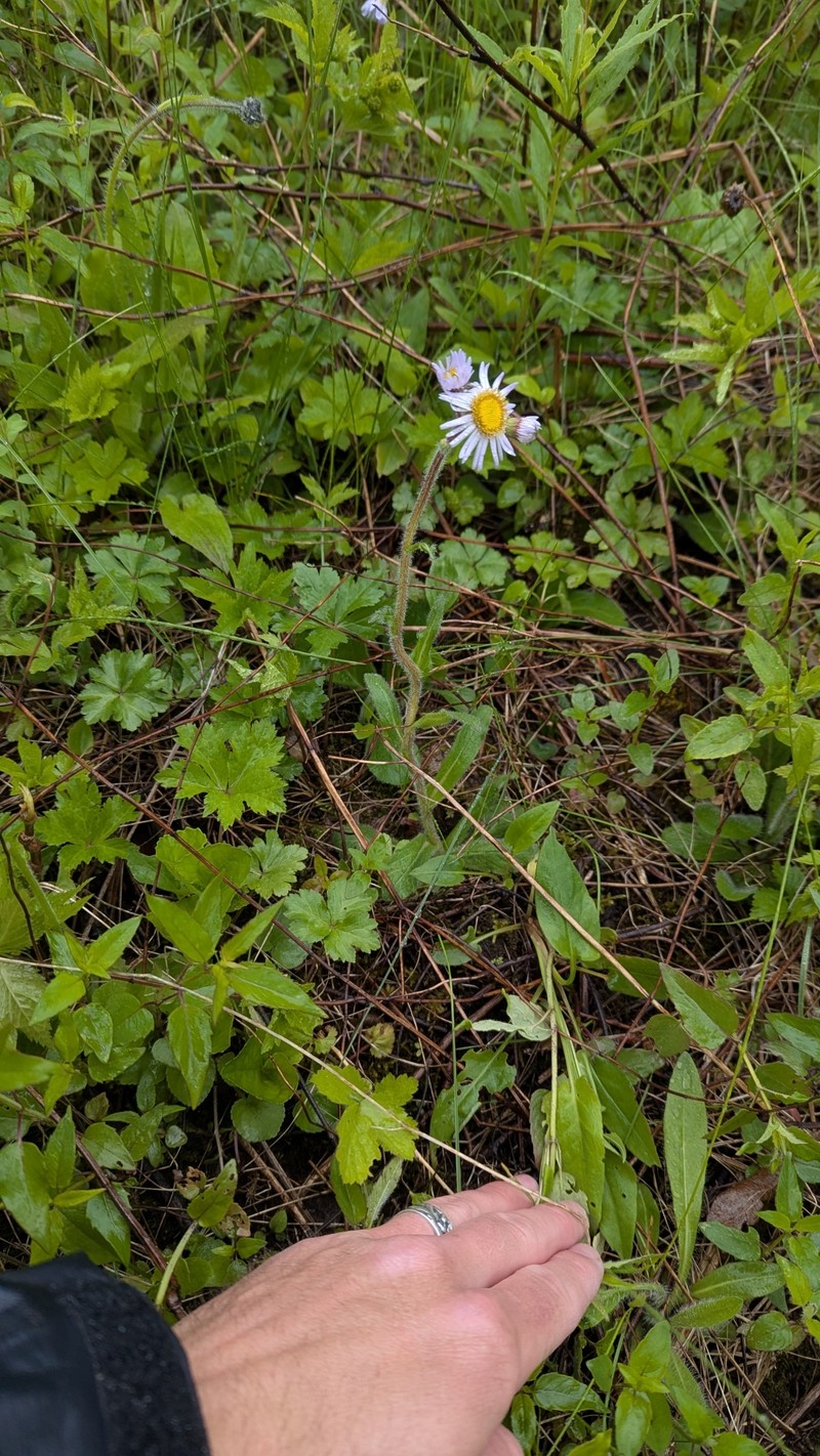 Erigeron pulchellus var. pulchellus photo 8