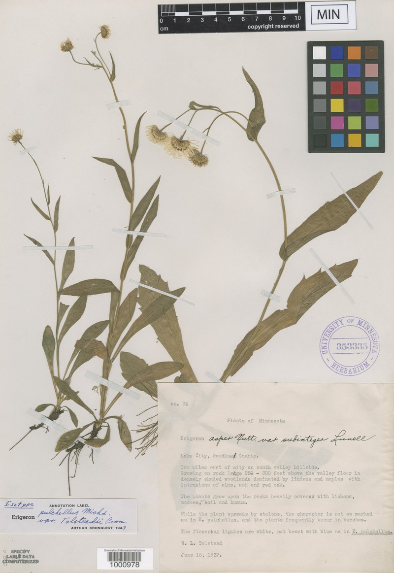 Erigeron pulchellus var. tolsteadii