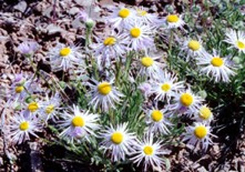 Basin Fleabane