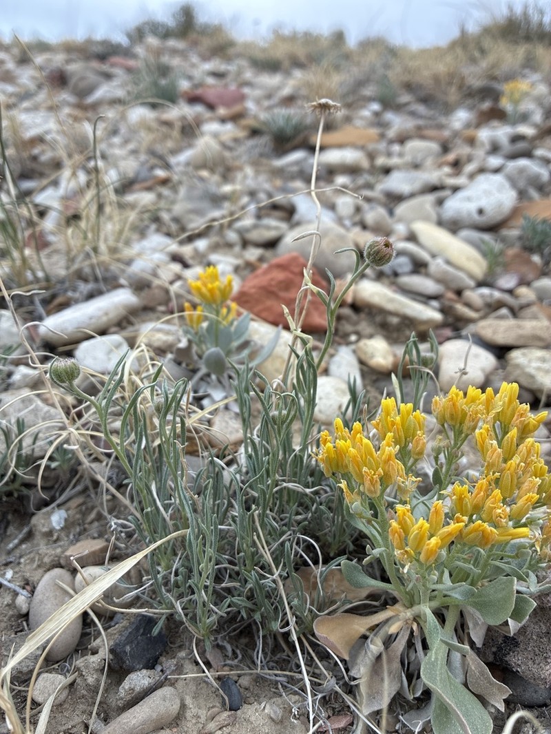 Ojo Alamo Fleabane