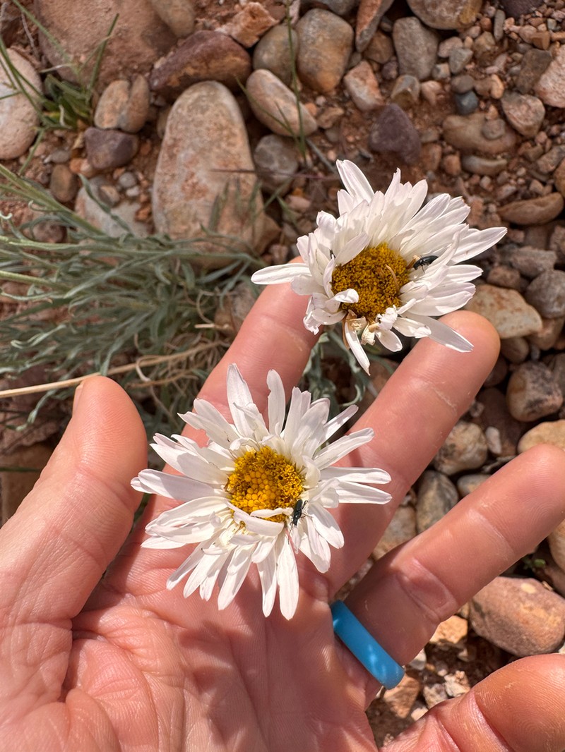 Ojo Alamo Fleabane photo 2