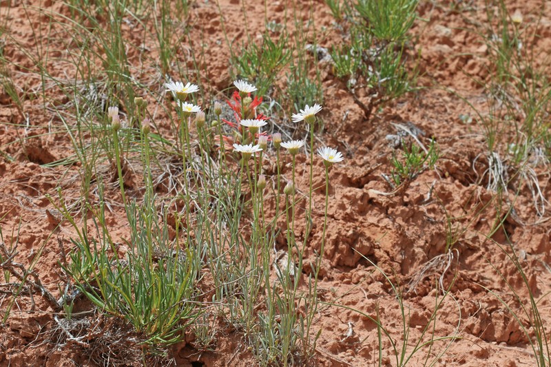 Ojo Alamo Fleabane photo 4